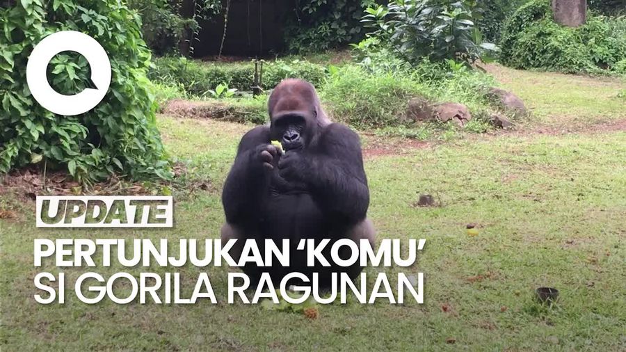Video: Melihat Feeding Time Komu si Gorila Berusia 27 Tahun di Ragunan