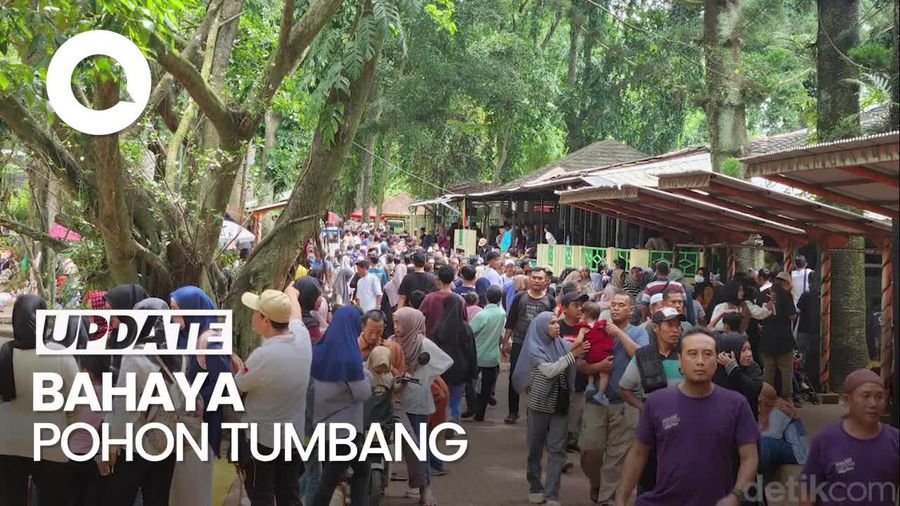 Video: Pengunjung Ragunan Diimbau Tak Duduk di Bawah Pohon saat Hujan