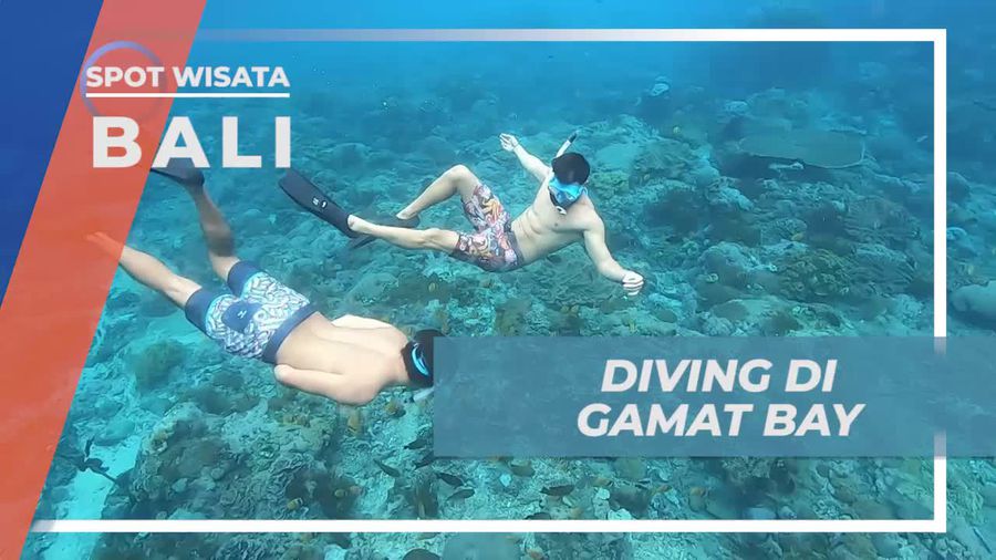 Menjelajahi Keindahan Bawah Laut Gamat Bay, Bali