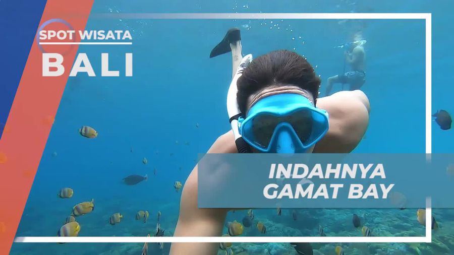 Menyelam dan Menyaksikan Keindahan Gamat Bay, Bali