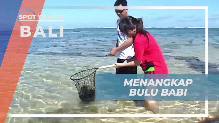 Menangkap Bulu Babi di Pantai Geger, Bali