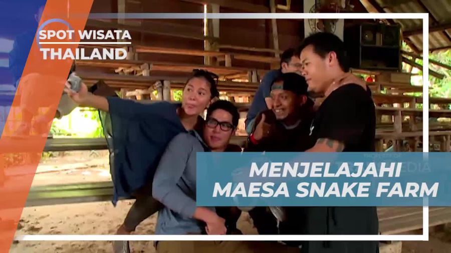 Serunya Menyaksikan Atraksi Ular di Maesa Snake Farm, Thailand