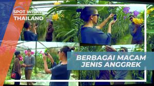 Eksplorasi Beragam Jenis Anggrek di Taman Bunga Thailand