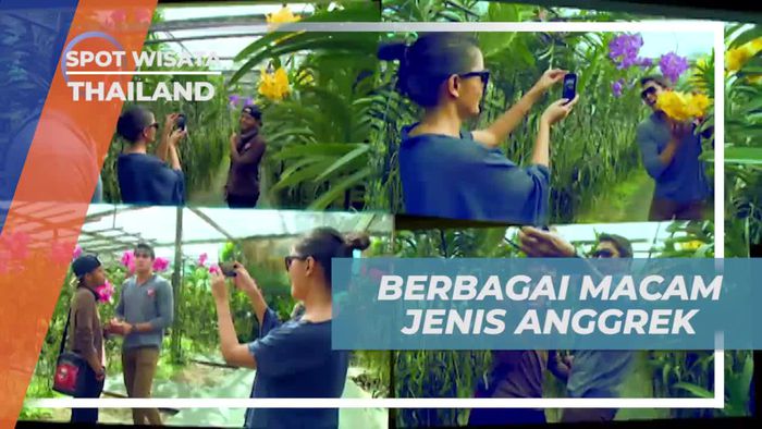 Eksplorasi Beragam Jenis Anggrek di Taman Bunga Thailand