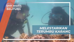 Melestarikan Terumbu Karang di Belitung dengan Diving