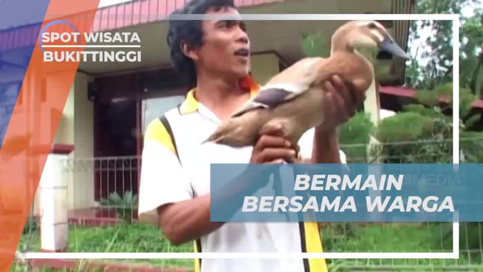 Bermain Seru Bersama Warga dalam Tradisi Pacu Itik di Bukittinggi