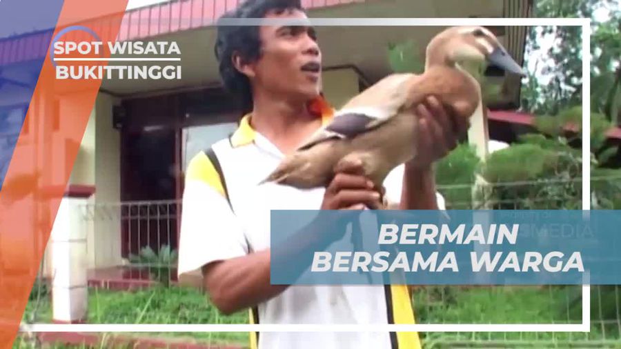 Bermain Seru Bersama Warga dalam Tradisi Pacu Itik di Bukittinggi
