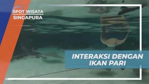 Memberi Makan Ikan Pari di Adventure Cove, Singapura