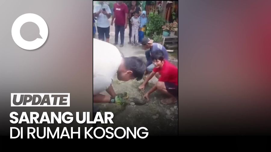 Video: Heboh 14 Ekor Ular Sanca Bikin Sarang di Septic Tank Rumah Warga Bekasi