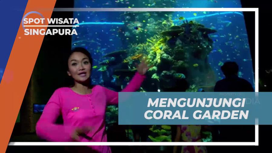Mengagumi Coral Garden di South East Asia Aquarium, Singapura