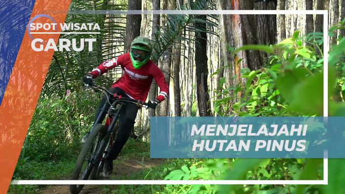 Menjelajahi Hutan Pinus yang Memikat di Garut