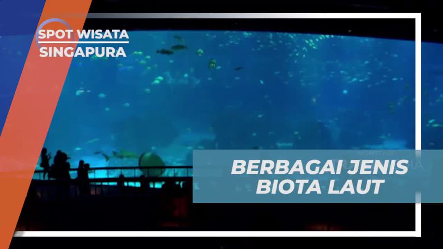 Mengagumi Ikan Pari Raksasa di Open Ocean, Singapura