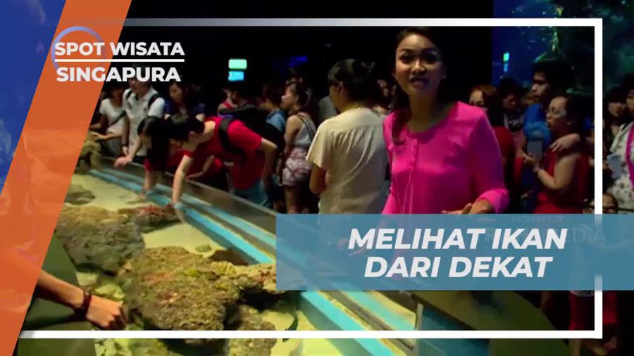 Berinteraksi Langsung dengan Biota Laut di Discovery Touch Pool Singapura