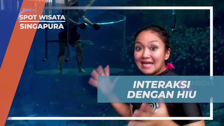 Interaksi dengan Hiu South East Asia Aquarium 