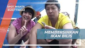 Membersihkan Ikan Bilis yang Segar di Bukittinggi