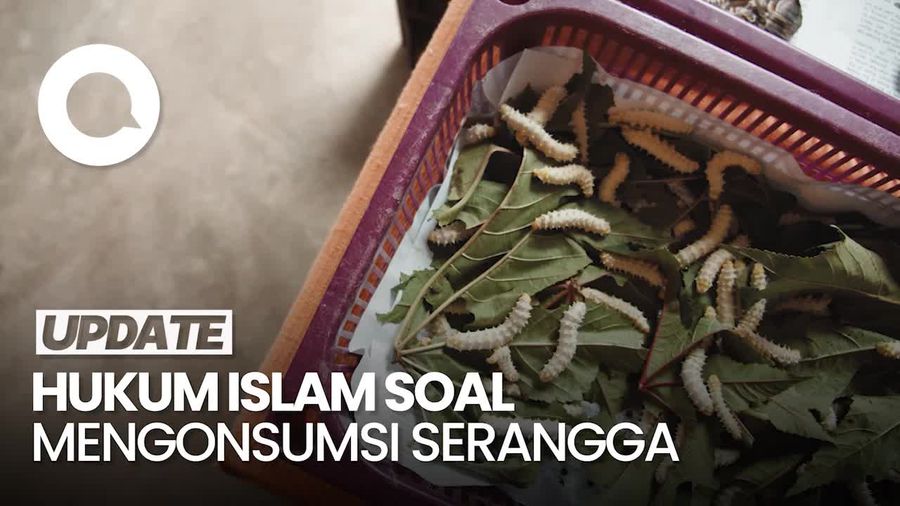 Video: Pandangan MUI soal Serangga Jadi Opsi Lauk untuk Program Makan Gratis