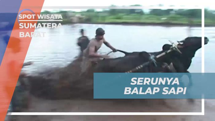 Menonton Balap Sapi Meriah di Batusangkar, Sumatra Barat