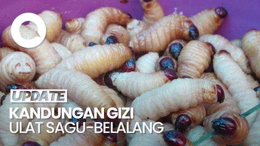 Video Dokter Gizi soal Serangga Diusulkan Jadi Menu Makan Gratis: Tidak Masalah