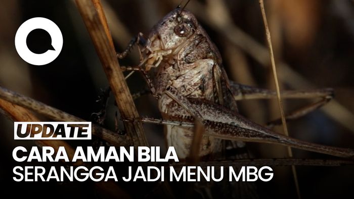 Video: Catatan Dokter Gizi Bila Serangga Jadi Menu Makan Gratis