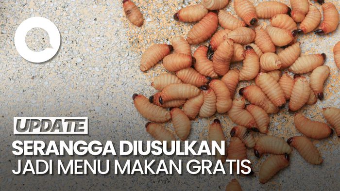 Video: Respons MUI-Dokter Gizi soal Serangga Diusulkan Jadi Menu Makan Gratis