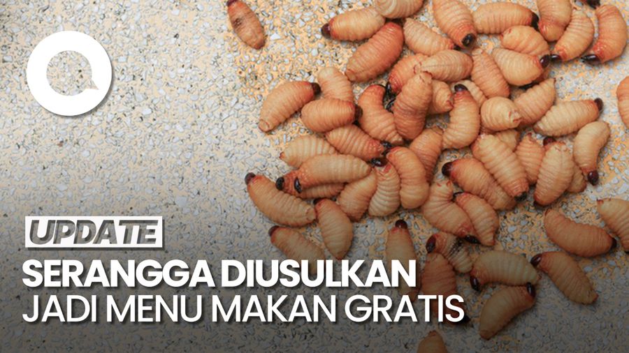 Video: Respons MUI-Dokter Gizi soal Serangga Diusulkan Jadi Menu Makan Gratis