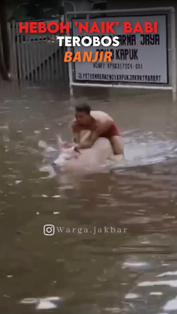 Video: Geger Aksi Pria Naik Babi Terobos Banjir di Cengkareng