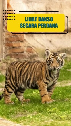 Video: Gokil! Ada Bakso Lucu di Kebun Binatangnya Disney