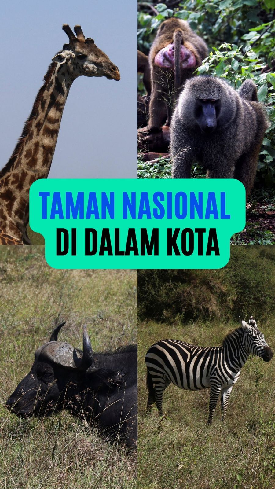 Video: Potret Hewan Taman Nasional Nairobi dengan Cakrawala Kota Kenya