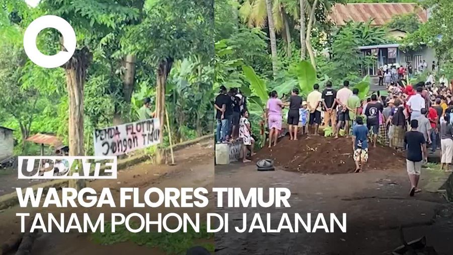 Video: Protes Jalan Rusak, Warga Flores Timur Tanam Pohon di Jalanan