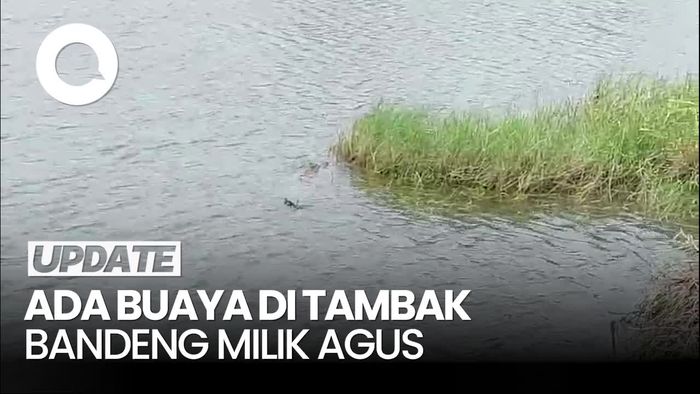 Video: Ada Buaya di Tambak Bandeng, Agus di Sidoarjo Terancam Gagal Panen