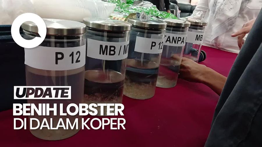 Video: Polisi Buru Pemilik Koper Berisi 11 Ribu Benih Lobster di Batam