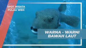 Menyaksikan Keindahan Warna-Warni Bawah Laut di Pulau Weh