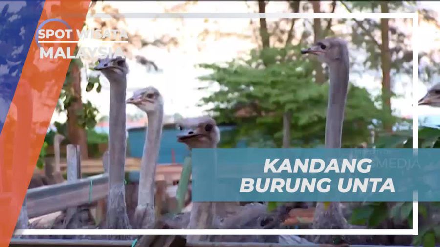 Berkunjung ke Peternakan Burung Unta yang Menarik, Malaysia   