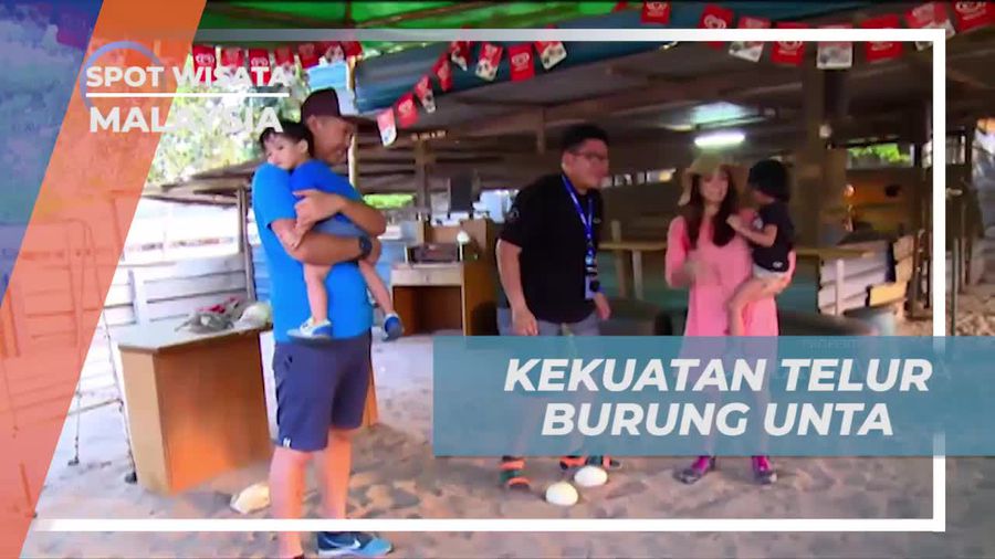 Mengagumi Kekuatan Telur Burung Unta yang Menakjubkan di Malaysia  