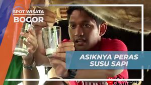 Menikmati Pengalaman Memeras Susu Sapi di Bogor