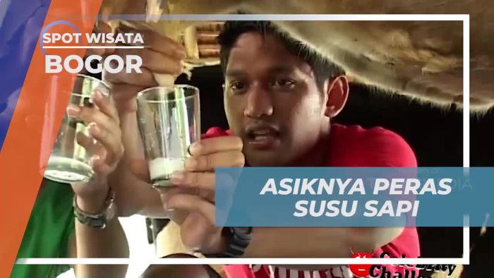Menikmati Pengalaman Memeras Susu Sapi di Bogor