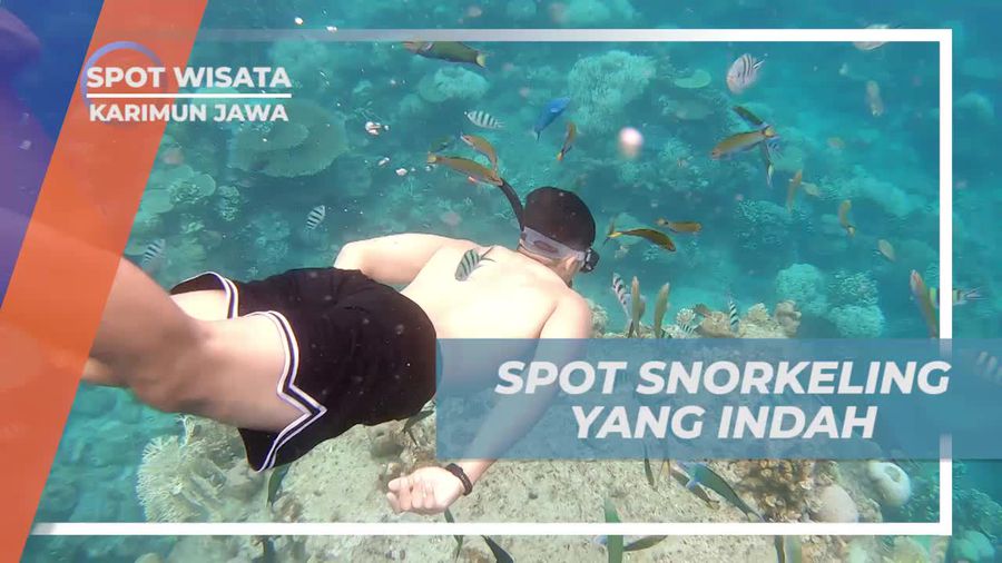 Menyelami Keindahan Biota Laut saat Snorkeling di Karimun Jawa