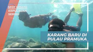 Melestarikan Ekosistem Laut dengan Menanam Karang di Pulau Pramuka, Kepulauan Seribu