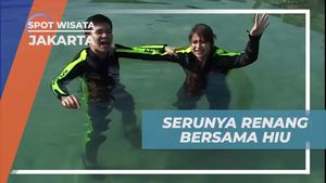 Serunya Berenang Bersama Hiu di Jakarta