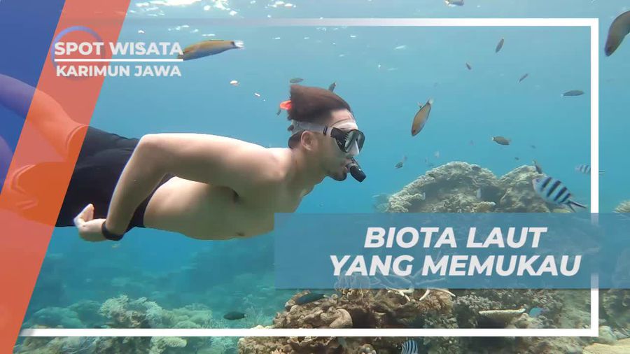 Berkeliling dan Berinteraksi dengan Biota Laut Menakjubkan di Karimun Jawa