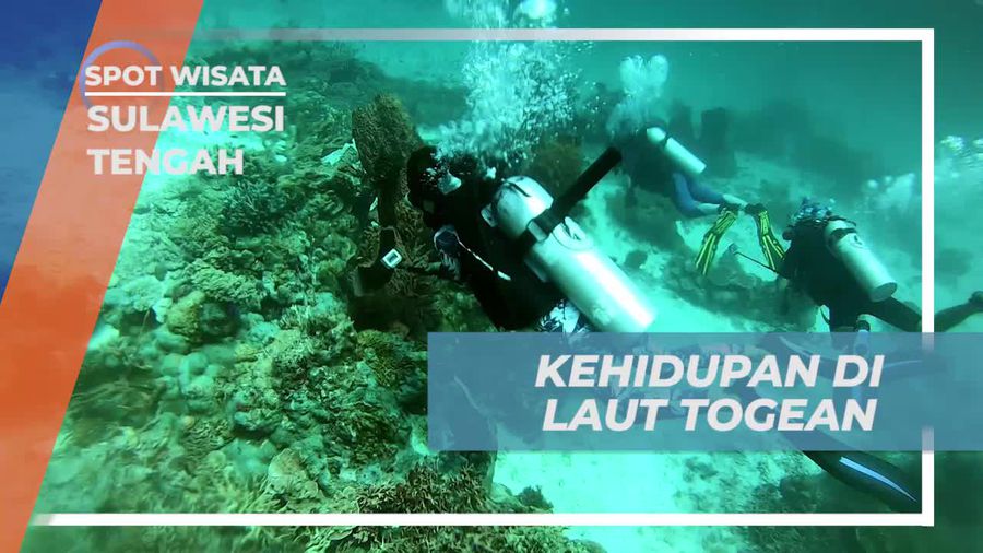 Mengamati Kehidupan Laut di California Reef, Sulawesi Tengah