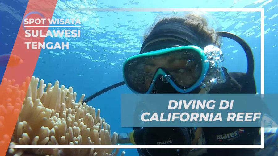 Menyelam dan Menemukan Keindahan Bawah Laut di California Reef, Sulawesi Tengah