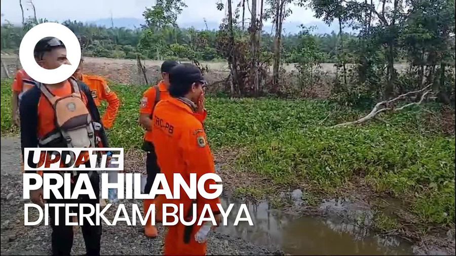 Video: Pria di Morowali Utara Hilang Diterkam Buaya Saat Cuci Tangan di Rawa