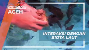Bertemu Ikan-ikan Warna-Warni di Laut Iboih, Aceh