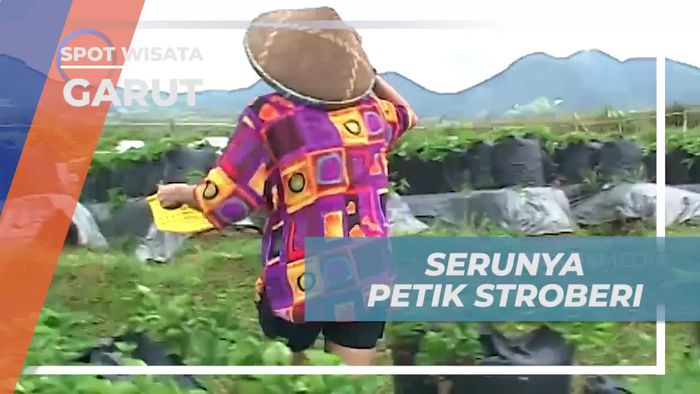 Menggembirakan Diri dengan Memetik Stroberi di Sari Papandayan, Garut