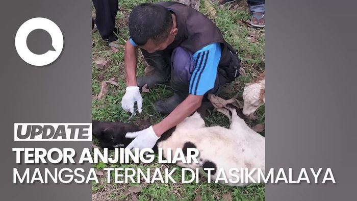 Video: Teror Anjing Hutan Serang Ternak Warga di Tasikmlaya, 7 Domba Mati