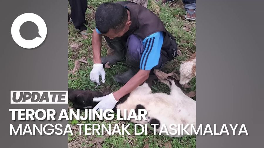 Video: Teror Anjing Hutan Serang Ternak Warga di Tasikmlaya, 7 Domba Mati