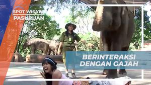 Saksikan Atraksi Gajah yang Menarik di Taman Safari Prigen, Pasuruan
