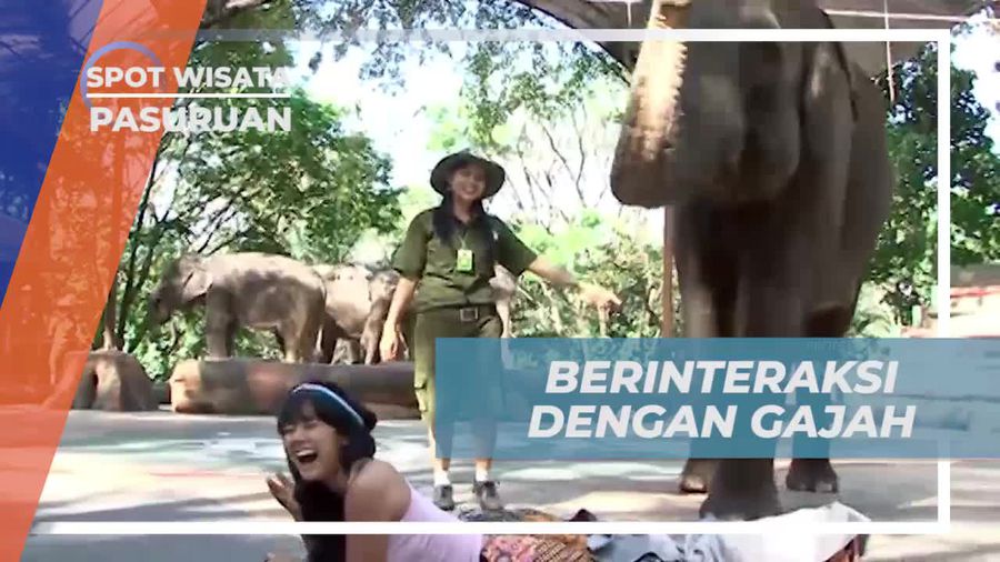 Saksikan Atraksi Gajah yang Menarik di Taman Safari Prigen, Pasuruan