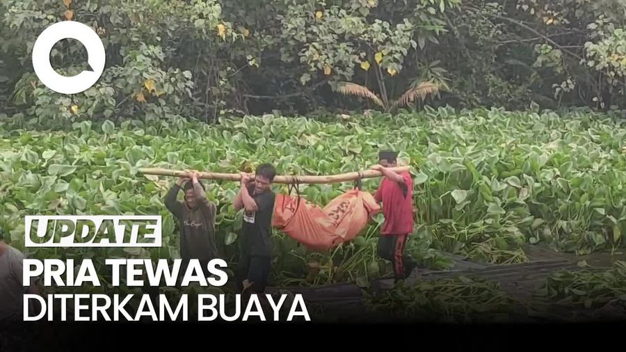 Video: Jasad Pria di Morowali yang Hilang Diterkam Buaya Ditemukan Tewas
